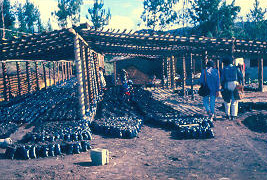 Vivero, El Peñol
CEHAP
PEVAL AT-PHP, 1988
Palabras clave: EL PEÑOL