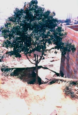 El arbol como simbolo de acceso
CEHAP
PEVAL 1985
Palabras clave: ACCESOS
