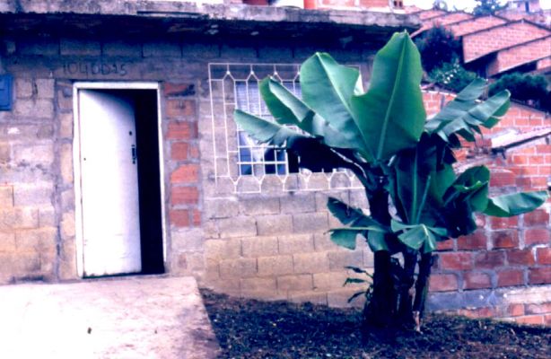 El arbol como simbolo de acceso, barrio Doce de Octubre
CEHAP
PEVAL 1985
Palabras clave: ACCESOS