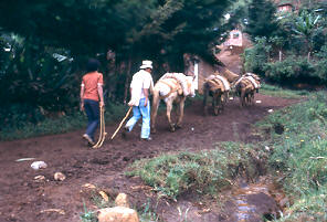 Cultura campesina, asentamiento Maria Cano, Medellin
PEVAL 1984
Palabras clave: MEJORAMIENTO MARIA CANO