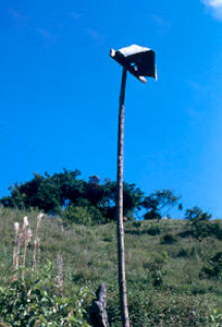 Zonas verdes en el barrio Nuevos Conquistadores de Medellin
PEVAL 1984
Palabras clave: MEJORAMIENTO NUEVOS CONQUISTADORES