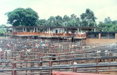 Cercas de contencion en la feria de ganado
CEHAP 1996
Palabras clave: Infraestructura