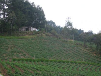 Area de cultivos en corregimiento de Santa Elena
CEHAP, 2003
Palabras clave: SANTA ELENA CORREGIMIENTO AGRICULTURA