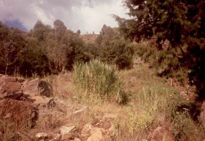 Pendiente con material rocoso expuesto y espesa vegetación, Cerro Pan de Azúcar
CEHAP, 1996
Palabras clave: PAN DE Azucar MEDELLIN