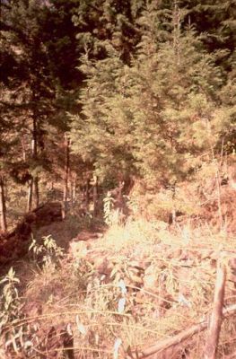 Zona de vegetación espesa, Cerro Pan de Azúcar
CEHAP, 1996
Palabras clave: PAN DE Azucar MEDELLIN