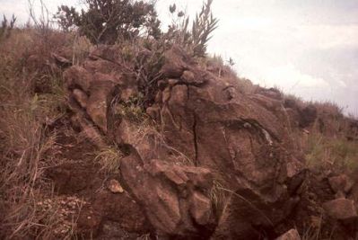 Unidad rocosa expuesta "Dunita", cerro Pan de Azúcar
CEHAP, 1996
Palabras clave: PAN DE Azucar