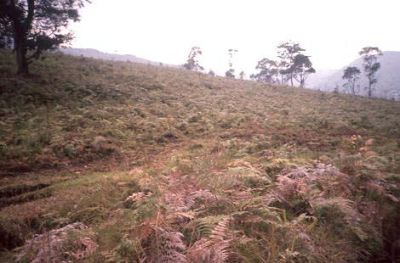 Zona con pendientes moderadas a suaves, cerro Pan de Azúcar
CEHAP, 1996
Palabras clave: PAN DE Azucar