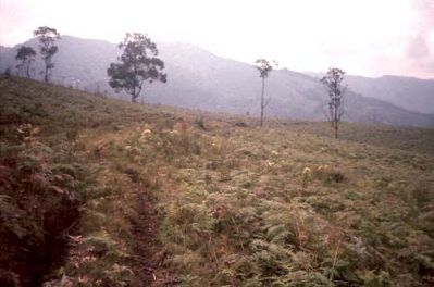 Pendiente moderada a suave, cerro Pan de Azúcar 
CEHAP, 1996
Palabras clave: PAN DE Azucar