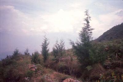 Vegetación y rocas, cerro Pan de Azúcar
CEHAP, 1996
Palabras clave: PAN DE Azucar