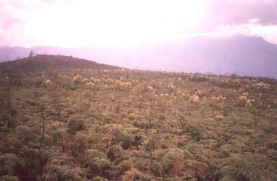 Capa vegetativa sobre el cerro Pan de Azúcar
CEHAP, 1996
Palabras clave: PAN DE Azucar
