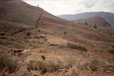 Utilización como zona de pasteo, cerro Pan de Azúcar
CEHAP, 1996
Palabras clave: PAN DE Azucar