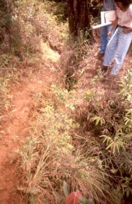 Surcos que se forman por las infiltraciones de agua, cerro Pan de Azúcar
CEHAP, 1996
Palabras clave: PAN DE Azucar