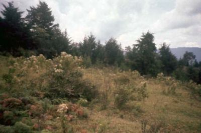 Vegetación en el cerro Pan de Azúcar
CEHAP, 1996
Palabras clave: PAN DE Azucar