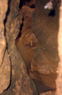 Infiltraciones de agua que se abren paso entre las discontinuidades rocosas, cerro Pan de Azúcar 
CEHAP, 1996
Palabras clave: PAN DE Azucar MEDELLIN