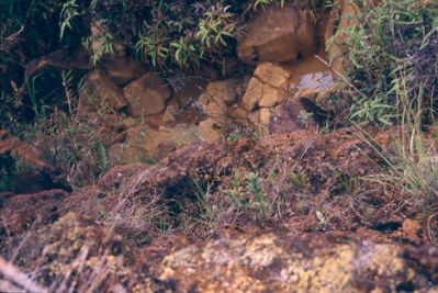 Infiltraciones de agua que se abren paso entre las discontinuidades rocosas, cerro Pan de Azúcar 
CEHAP, 1996
Palabras clave: PAN DE Azucar MEDELLIN