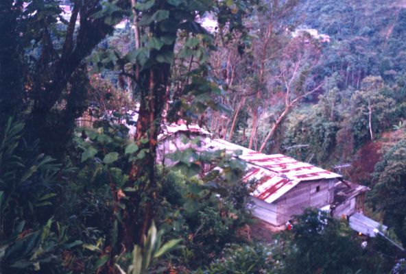 Viviendas y vegetación, barrios de Manizales
CEHAP 1999
Palabras clave: EJE CAFETERO
