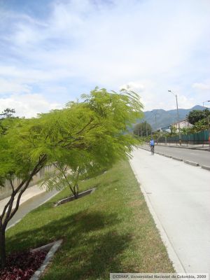 Mejoramiento paisajistico de la calzada del Metroplus de la calle 30
CEHAP, 2009
Palabras clave: METROPLUS MEDELLIN CALLE 30 PAISAJE URBANO