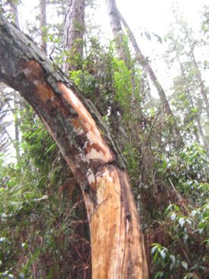 Deterioro del bosque del Parque Ecologico Piedras Blancas
CEHAP, 2006
Palabras clave: SANTA ELENA RESERVA ECOLOGICA DEFORESTACION ARVI