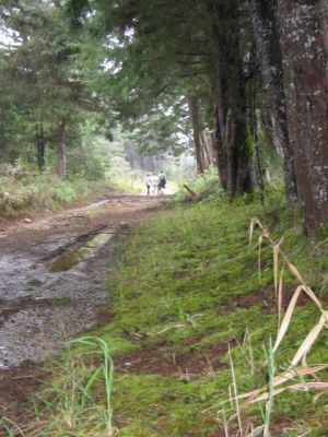 Sendero en el Parque Ecologico Piedras Blancas
Cehap, 2006
Palabras clave: SANTA ELENA RESERVA ECOLOGICA ARVI