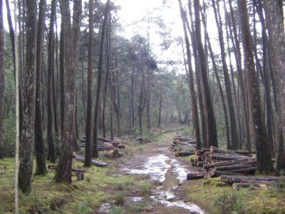 Tala de árboles en sendero de pinos en el Parque Ecologico Piedras Blancas
Cehap, 2006
Palabras clave: SANTA ELENA RESERVA ECOLOGICA DEFORESTACION ARVI