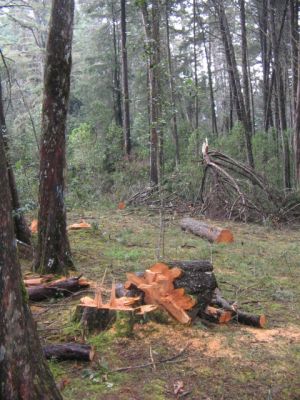 Tala de arboles en sendero de pinos en el Parque Ecologico Piedras Blancas
CEHAP, 2006
Palabras clave: SANTA ELENA RESERVA ECOLOGICA DEFORESTACION ARVI