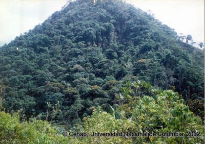 Bosque de reserva natural en el oriente antioqueño
Cehap, 2002
Palabras clave: Recursos naturales