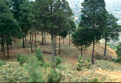 Zona verde
CEHAP-1987
Palabras clave: ZONA VERDE PAISAJE