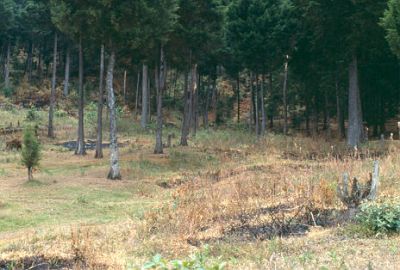 Zona paisaje
CEHAP-1987
Palabras clave: PAISAJE NATURALEZA