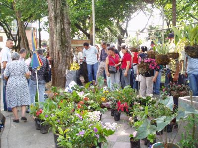 Venta de plantas en el mercado de San Alejo
Johnson Lopez, 2005
Palabras clave: ECONOMIA INFORMAL