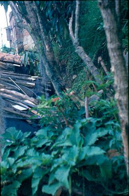 Vegetacion sobre los techos de las viviendas en Los Caunces
Cehap 1982




Palabras clave: BARRIO LOS CAUNCES MEDELLIN