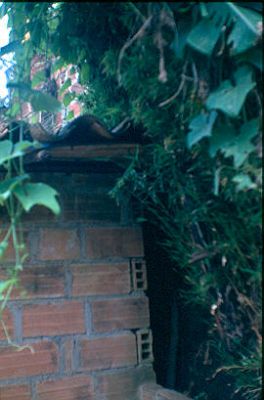 Parte posterior de vivienda Los Caunces 
Cehap 1982




Palabras clave: BARRIO LOS CAUNCES MEDELLIN