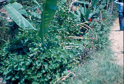 Zona verde Los Caunces
CEHAP 1982




Palabras clave: BARRIO LOS CAUNCES MEDELLIN