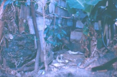 Rancho rodeado de plataneras, barrio Aures
CEHAP 1983


Palabras clave: AURES MEDELLIN