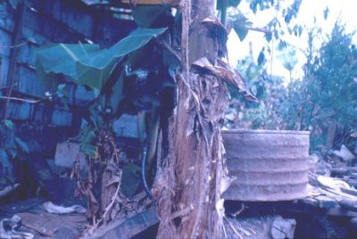 Rancho rodeado de plataneras, barrio Aures
CEHAP 1983


Palabras clave: AURES MEDELLIN