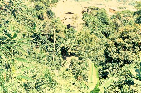 plantaciones de platano y mango Medellin
Cehap 1992




Palabras clave: ESPACIO PUBLICO MEDELLIN