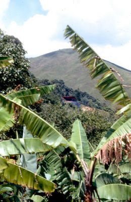 Cultivos Platano y cafe manzanillo Belen Rincon 
Cehap 2001
Palabras clave: BELEN RINCON