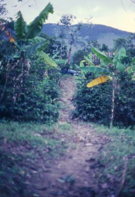 Lote para la construccion de viviendas del proyecto Mi casita
Cehap
PEVAL, 1984
Palabras clave: REUBICACION