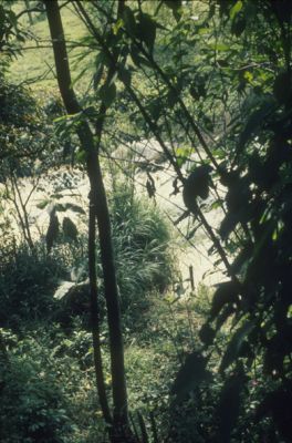Quebrada en las inmediaciones del lote para construccion de viviendas en el Proyecto Mi Casita
Cehap
PEVAL 1984
Palabras clave: REUBICACION