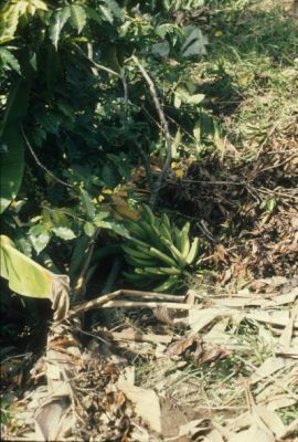 Platano y descapote del lote para la construccion del Proyecto de Vivienda Mi Casita
Cehap
PEVAL, 1984
Palabras clave: REUBICACION